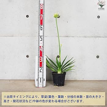 Amazon.co.jp: アガパンサス エニグマ 5号鉢 1個売り【品種で